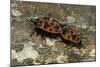 Pyrrhocoris Apterus (Firebug) Mating-Paul Starosta-Mounted Photographic Print