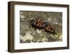 Pyrrhocoris Apterus (Firebug) Mating-Paul Starosta-Framed Photographic Print