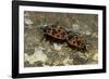 Pyrrhocoris Apterus (Firebug) Mating-Paul Starosta-Framed Photographic Print