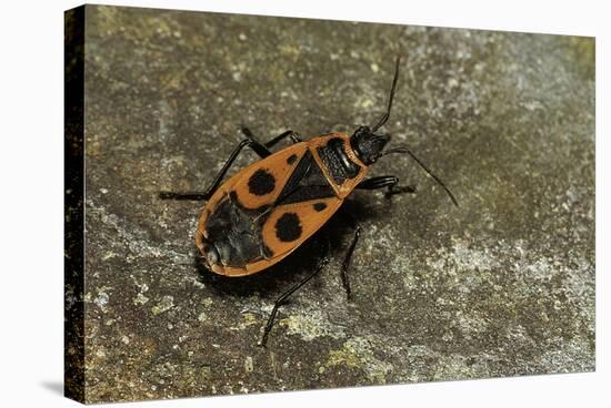 Pyrrhocoris Apterus (Firebug)-Paul Starosta-Stretched Canvas