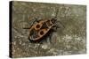 Pyrrhocoris Apterus (Firebug)-Paul Starosta-Stretched Canvas