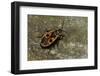 Pyrrhocoris Apterus (Firebug)-Paul Starosta-Framed Photographic Print