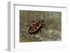 Pyrrhocoris Apterus (Firebug)-Paul Starosta-Framed Photographic Print