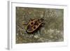 Pyrrhocoris Apterus (Firebug)-Paul Starosta-Framed Photographic Print