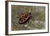 Pyrrhocoris Apterus (Firebug)-Paul Starosta-Framed Photographic Print