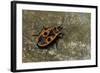 Pyrrhocoris Apterus (Firebug)-Paul Starosta-Framed Photographic Print