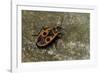 Pyrrhocoris Apterus (Firebug)-Paul Starosta-Framed Photographic Print