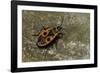 Pyrrhocoris Apterus (Firebug)-Paul Starosta-Framed Photographic Print