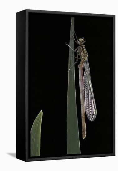 Pyrrhosoma Nymphula (Large Red Damselfly) - Emerging-Paul Starosta-Framed Stretched Canvas