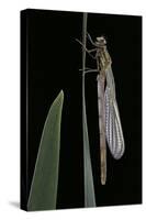 Pyrrhosoma Nymphula (Large Red Damselfly) - Emerging-Paul Starosta-Stretched Canvas