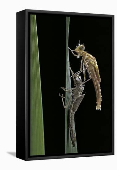 Pyrrhosoma Nymphula (Large Red Damselfly) - Emerging-Paul Starosta-Framed Stretched Canvas