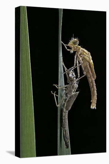 Pyrrhosoma Nymphula (Large Red Damselfly) - Emerging-Paul Starosta-Stretched Canvas