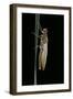 Pyrrhosoma Nymphula (Large Red Damselfly) - Emerging-Paul Starosta-Framed Photographic Print