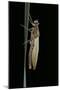 Pyrrhosoma Nymphula (Large Red Damselfly) - Emerging-Paul Starosta-Mounted Photographic Print