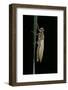 Pyrrhosoma Nymphula (Large Red Damselfly) - Emerging-Paul Starosta-Framed Photographic Print