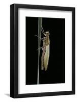 Pyrrhosoma Nymphula (Large Red Damselfly) - Emerging-Paul Starosta-Framed Photographic Print