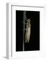 Pyrrhosoma Nymphula (Large Red Damselfly) - Emerging-Paul Starosta-Framed Photographic Print