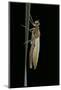 Pyrrhosoma Nymphula (Large Red Damselfly) - Emerging-Paul Starosta-Mounted Photographic Print