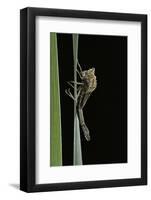 Pyrrhosoma Nymphula (Large Red Damselfly) - Emerging-Paul Starosta-Framed Photographic Print