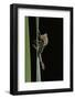 Pyrrhosoma Nymphula (Large Red Damselfly) - Emerging-Paul Starosta-Framed Photographic Print