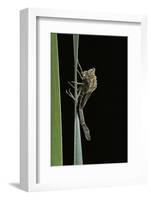 Pyrrhosoma Nymphula (Large Red Damselfly) - Emerging-Paul Starosta-Framed Photographic Print