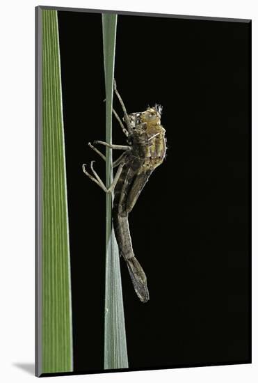 Pyrrhosoma Nymphula (Large Red Damselfly) - Emerging-Paul Starosta-Mounted Photographic Print