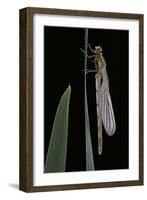 Pyrrhosoma Nymphula (Large Red Damselfly) - Emerging-Paul Starosta-Framed Photographic Print