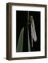 Pyrrhosoma Nymphula (Large Red Damselfly) - Emerging-Paul Starosta-Framed Photographic Print