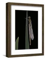 Pyrrhosoma Nymphula (Large Red Damselfly) - Emerging-Paul Starosta-Framed Photographic Print