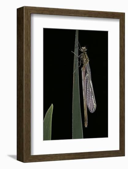 Pyrrhosoma Nymphula (Large Red Damselfly) - Emerging-Paul Starosta-Framed Photographic Print