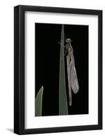 Pyrrhosoma Nymphula (Large Red Damselfly) - Emerging-Paul Starosta-Framed Photographic Print