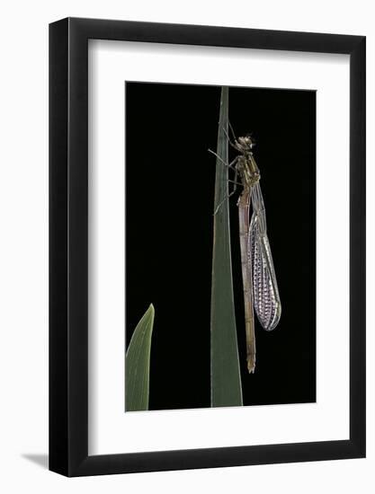 Pyrrhosoma Nymphula (Large Red Damselfly) - Emerging-Paul Starosta-Framed Photographic Print