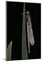 Pyrrhosoma Nymphula (Large Red Damselfly) - Emerging-Paul Starosta-Mounted Photographic Print