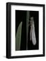 Pyrrhosoma Nymphula (Large Red Damselfly) - Emerging-Paul Starosta-Framed Photographic Print