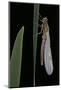 Pyrrhosoma Nymphula (Large Red Damselfly) - Emerging-Paul Starosta-Mounted Photographic Print