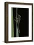 Pyrrhosoma Nymphula (Large Red Damselfly) - Emerging-Paul Starosta-Framed Photographic Print