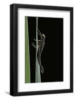 Pyrrhosoma Nymphula (Large Red Damselfly) - Emerging-Paul Starosta-Framed Photographic Print