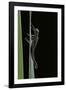 Pyrrhosoma Nymphula (Large Red Damselfly) - Emerging-Paul Starosta-Framed Photographic Print