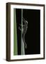 Pyrrhosoma Nymphula (Large Red Damselfly) - Emerging-Paul Starosta-Framed Photographic Print