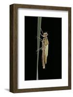 Pyrrhosoma Nymphula (Large Red Damselfly) - Emerging-Paul Starosta-Framed Photographic Print