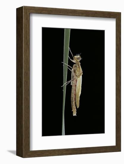 Pyrrhosoma Nymphula (Large Red Damselfly) - Emerging-Paul Starosta-Framed Photographic Print