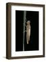 Pyrrhosoma Nymphula (Large Red Damselfly) - Emerging-Paul Starosta-Framed Photographic Print