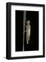 Pyrrhosoma Nymphula (Large Red Damselfly) - Emerging-Paul Starosta-Framed Photographic Print