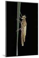 Pyrrhosoma Nymphula (Large Red Damselfly) - Emerging-Paul Starosta-Mounted Photographic Print