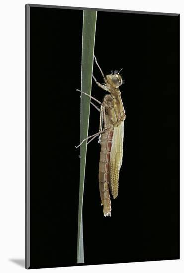 Pyrrhosoma Nymphula (Large Red Damselfly) - Emerging-Paul Starosta-Mounted Photographic Print