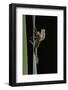 Pyrrhosoma Nymphula (Large Red Damselfly) - Emerging-Paul Starosta-Framed Photographic Print