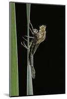 Pyrrhosoma Nymphula (Large Red Damselfly) - Emerging-Paul Starosta-Mounted Photographic Print