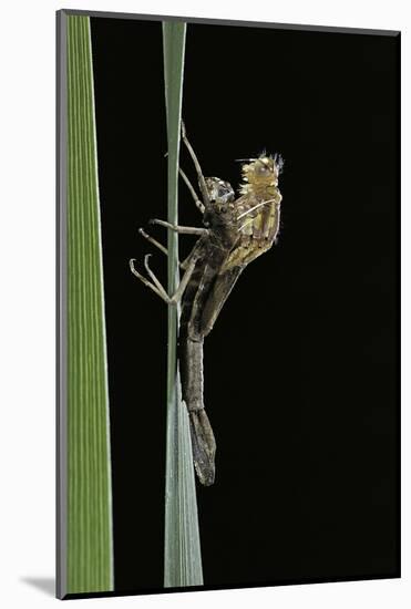 Pyrrhosoma Nymphula (Large Red Damselfly) - Emerging-Paul Starosta-Mounted Photographic Print