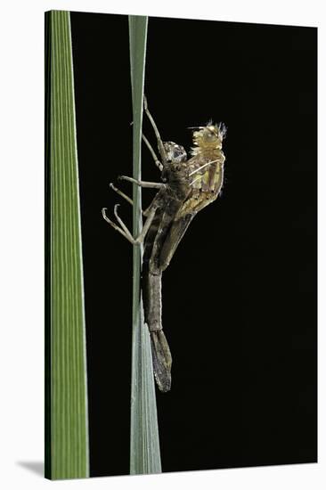 Pyrrhosoma Nymphula (Large Red Damselfly) - Emerging-Paul Starosta-Stretched Canvas