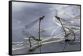 Pyrrhosoma Nymphula (Large Red Damselfly) - Laying Eggs in Aquatic Plants-Paul Starosta-Framed Stretched Canvas